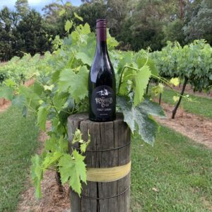 2024 Pinot Syrah