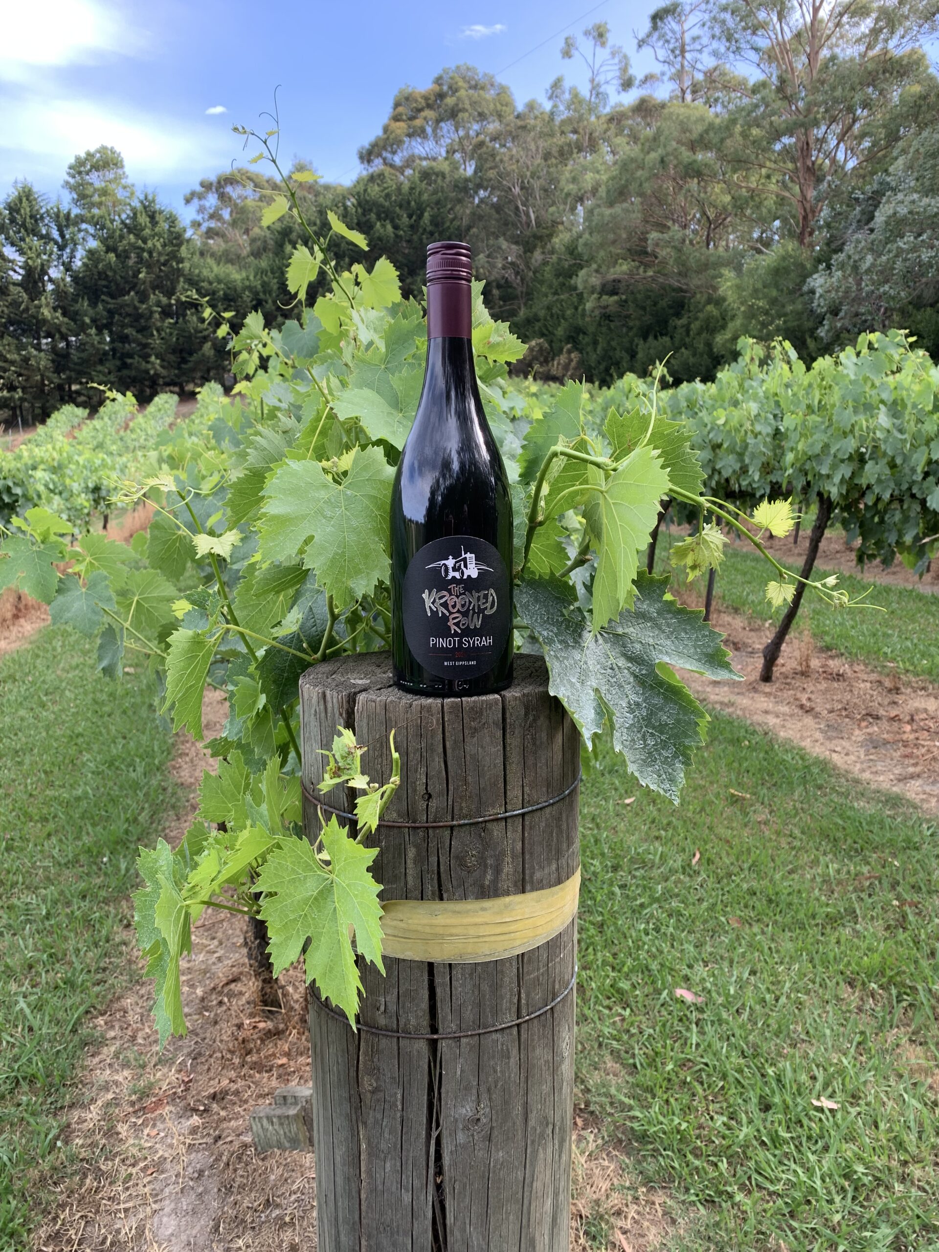 2024 Pinot Syrah